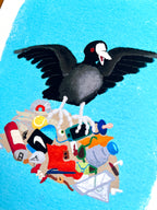 Fine art print van tekening van meerkoet op vuilnisnest door Anne Neuteboom cabaretier Anne Neut Boetiek